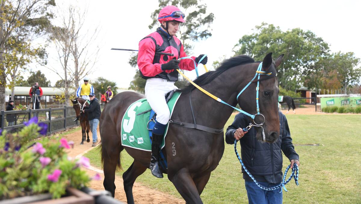 Gallant Star won the Silver Goblet for Brett Robb last year and the Dubbo trainer has a chance to win the feature again on Saturday. Picture by Amy McIntyre