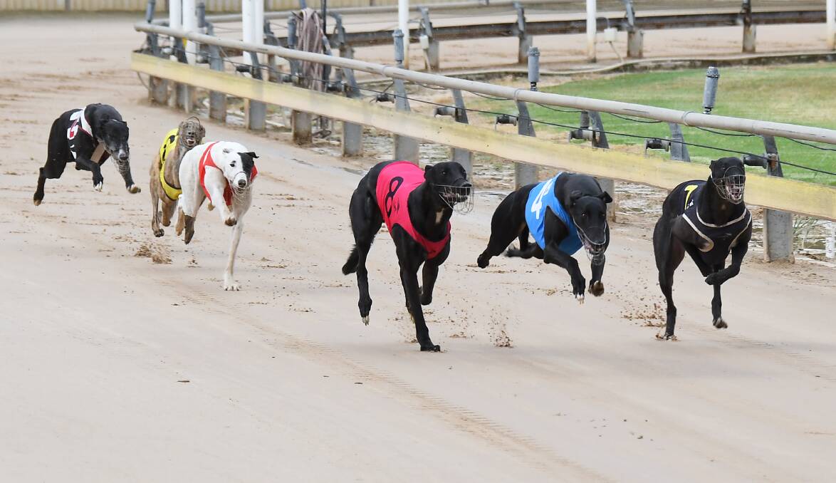 FIRST OF MANY: Tupelo (blue rug) scored the first win of his career at Dubbo's Dawson Park on Friday. Photo: BELINDA SOOLE