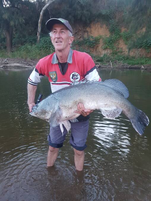 IN DANGER: Spring breeding for large Murray Cod, like this 115cm model caught by Wayne Gilbert, has been compromised by the thermal curtains failure.