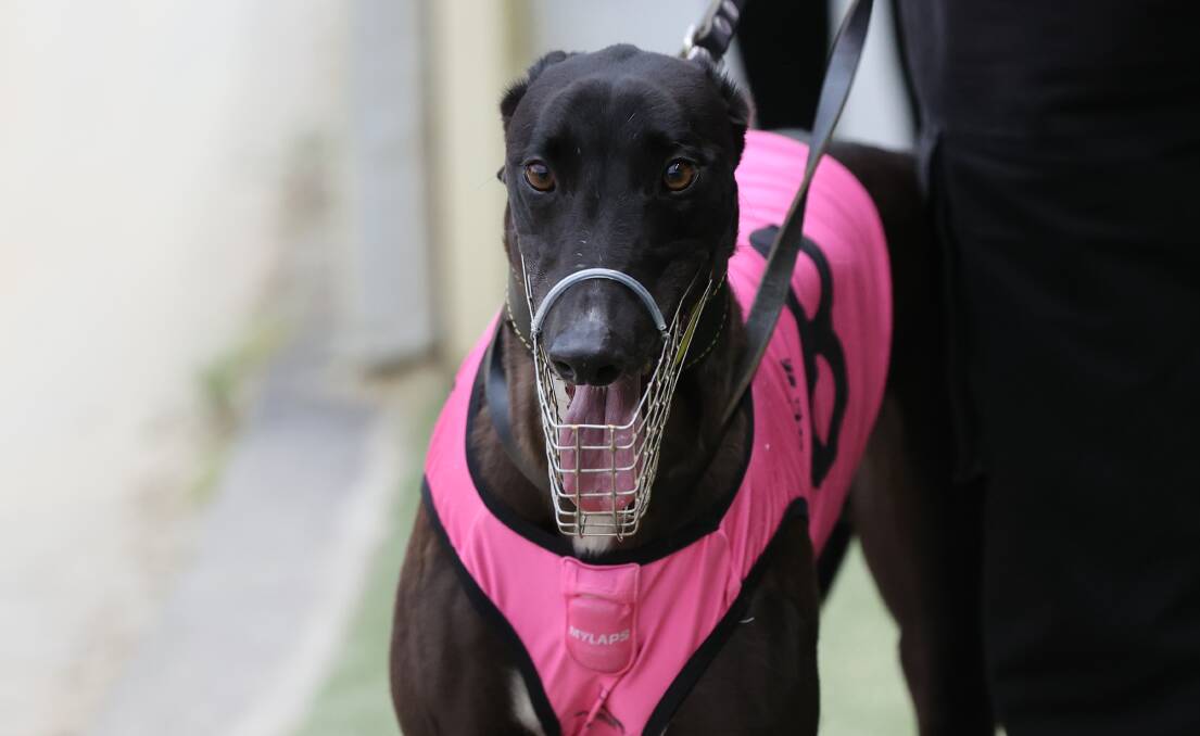 IN THE MIX: The talented Billy Creek will contest Friday night's Country Classic heat at Dawson Park. Picture: GRNSW
