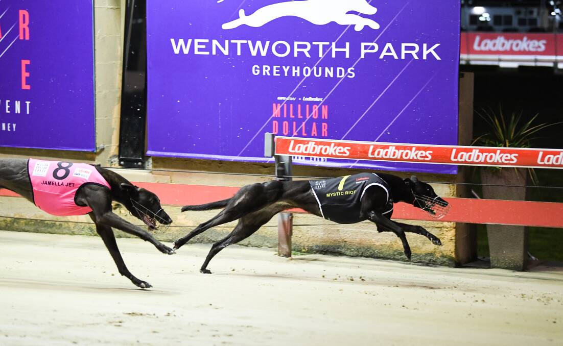 THE BEST: Mystic Riot won the inaugural Million Dollar Chase final on Saturday night.