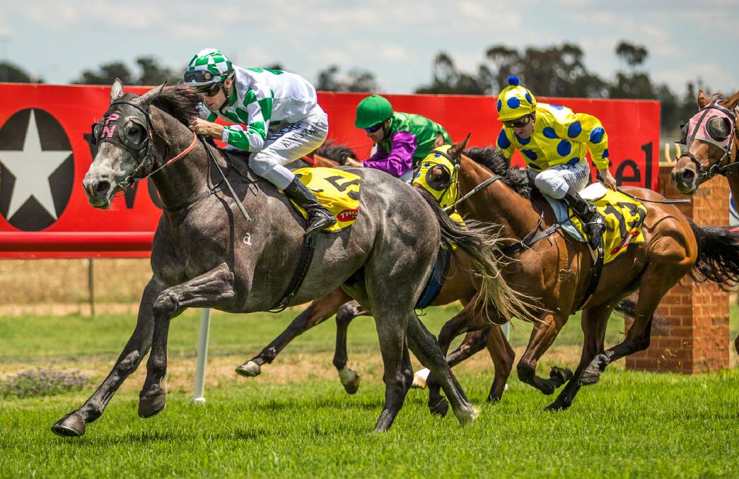 IN THE RUNNING: Peter Nestor's Dane De Lago will contest the $80,000 Muswellbrook Cup on Friday. Photo: JANIAN MCMILLAN (www.racinphotography.com.au)