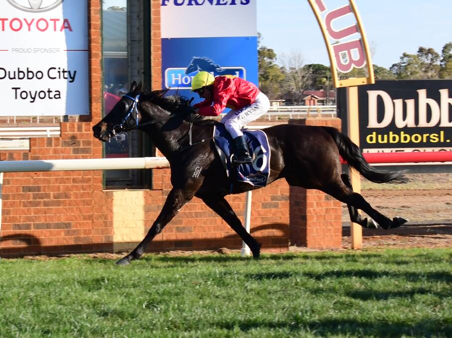 GO AGAIN: The tough Steamin' is one of a number of strong contenders set to line up at Narromine on Thursday. Photo: AMY McINTYRE