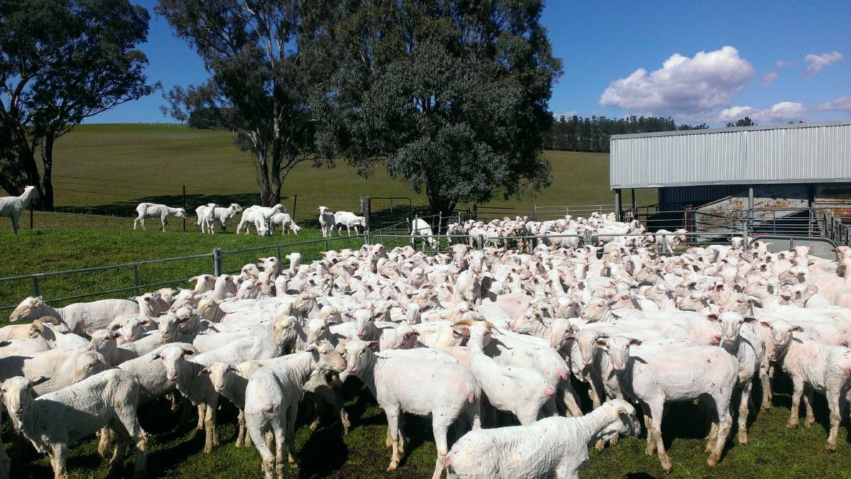 A freshly shorn mob of nine-month-old Merino weaners. Picture file