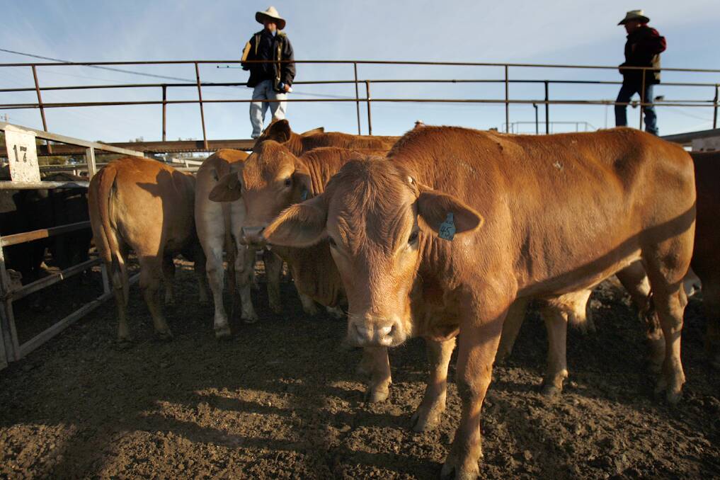 Cattle at Gunnedah NSW saleyard. Picture: ACM