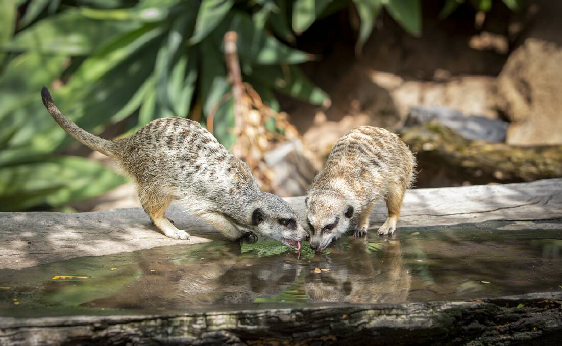 Meerkats at Melbourne Zoo are seemingly unfazed by the worries in the world while they enjoy a drink together. Picture: Melbourne Zoo