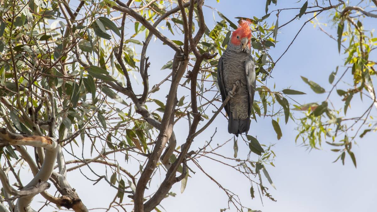 The gang-gang cockatoo was listed as threatened in February. Picture: Sitthixay Ditthavong