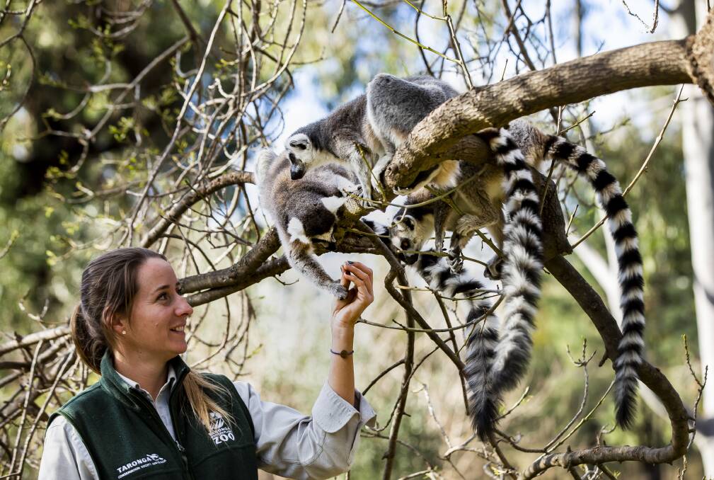 Ring-tailed lemur keeper Sasha Brook who features in the new documentary series which tells the stories from behind-the-scenes at the zoo. Photo: CONTRIBUTED