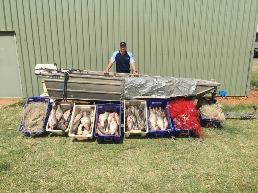 An illegal fishing operation has allegedly harvested 12 tonnes of golden perch worth around $200,000 in the Darling River. Photo: NSW DPI Fisheries 