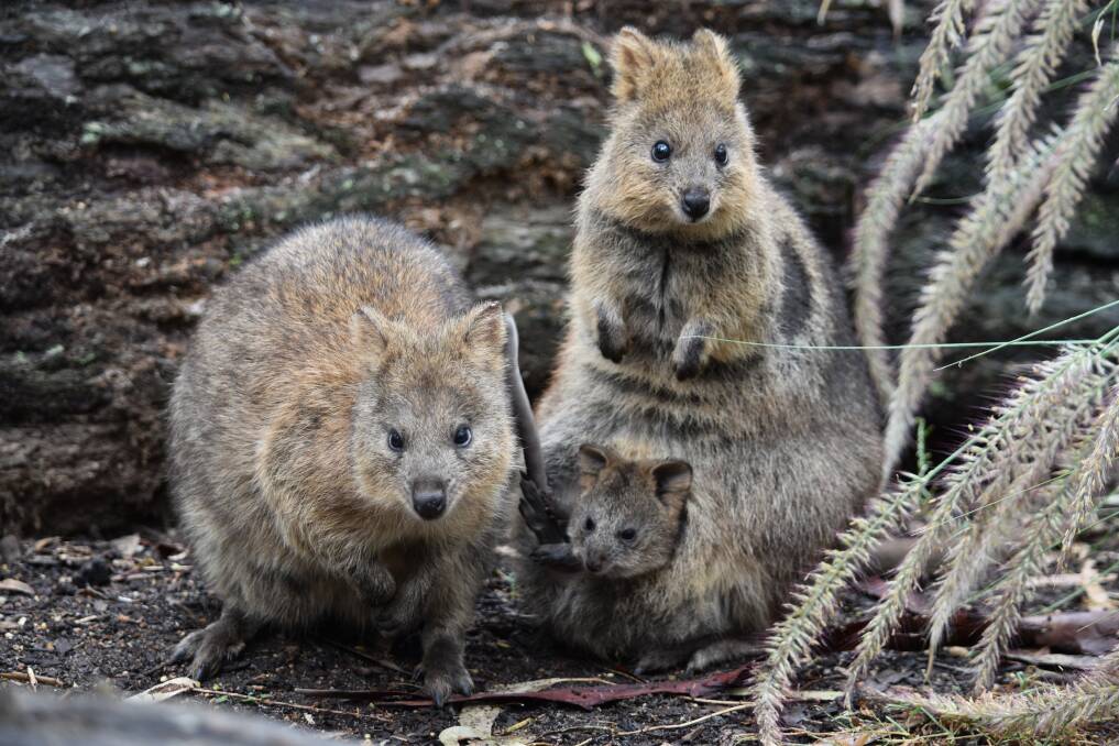Family photo: The quokka joey poking its head out to see what's going on outside of mum Wir's pouch. Photo: Lou Todd