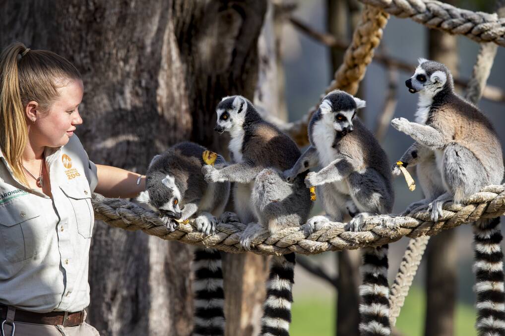 Taronga zookeeper Rachel Schildkraut and a few of the zoo's ring-tailed lemur residents.
