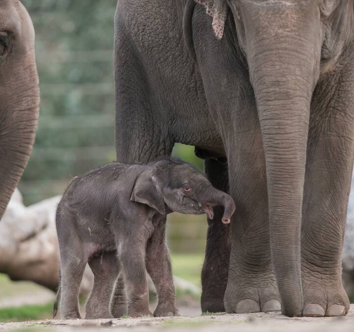 Sabai the first Asian Elephant calf to be born at Taronga Western Plains Zoo.