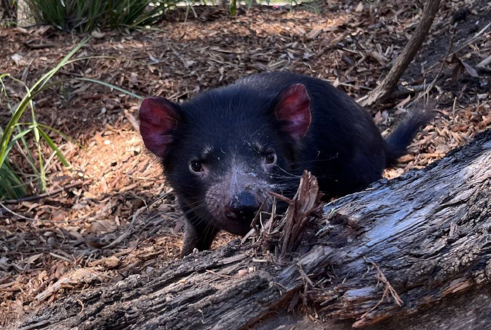 On show: You can spot the red ears of the Tasmanian devils when out during a sunny day in the new exhibit opposite the Billabong Camp. Photo: BRIDGET KAITLER