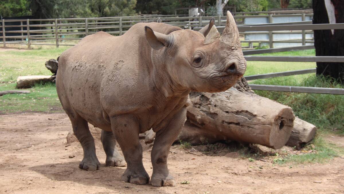 EXPECTING: Keepers are excited to see black rhinoceros Kufara’s pregnancy approaching the end of her gestation. Photo: CONTRIBUTED