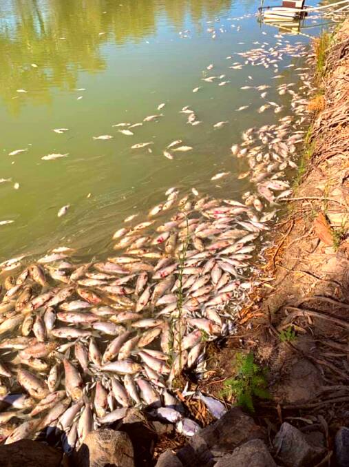 An algal bloom has been reported in the state's far west may have killed a million or more fish. PHOTO: Contributed