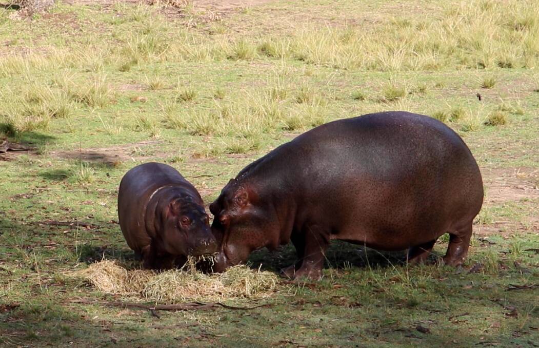 Milestone: Last week Kani the hippo calf celebrated his first birthday at Taronga Western Plains Zoo.