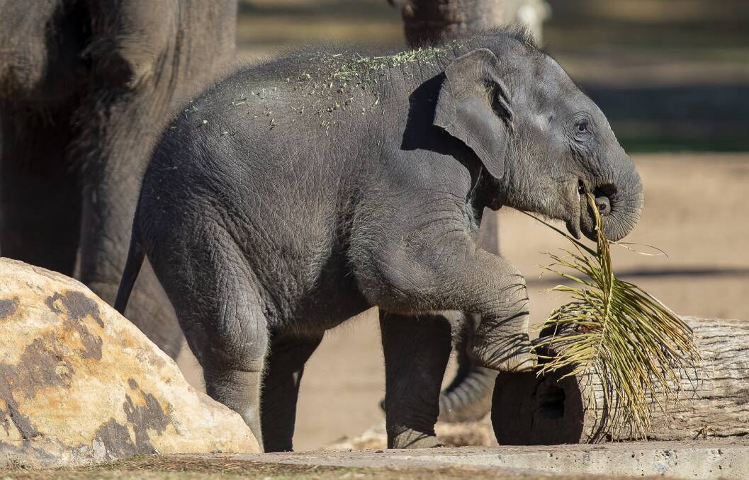 Keepers and veterinarians at Taronga Western Plains Zoo are very pleased by the early progress of Asian Elephant calf Kanlaya. 