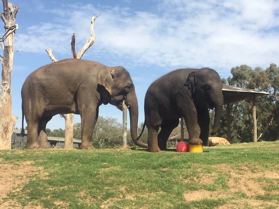 Sabai enjoying some ice blocks on his birthday with the rest of the herd. Sabai is growing into a very confident young calf and currently weighs just over 1000 kilograms. 