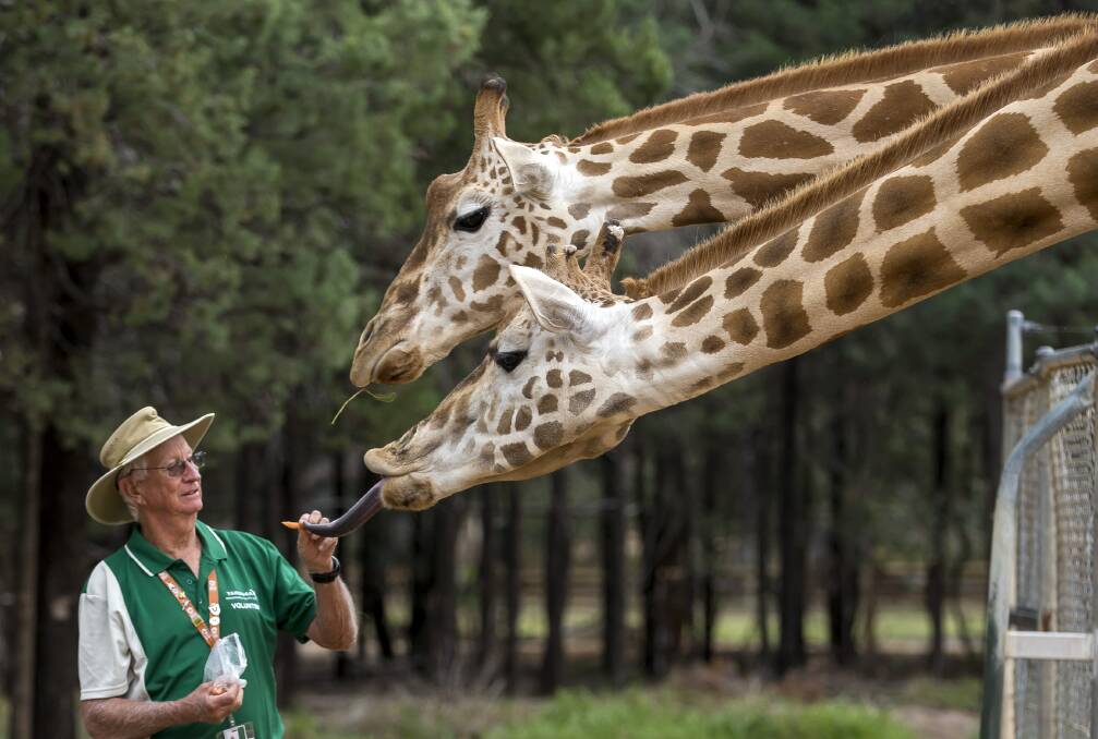 Give it a go: Volunteers are a valuable asset to Taronga Western Plains Zoo through their ongoing support, dedication and commitment to conservation and the environment.