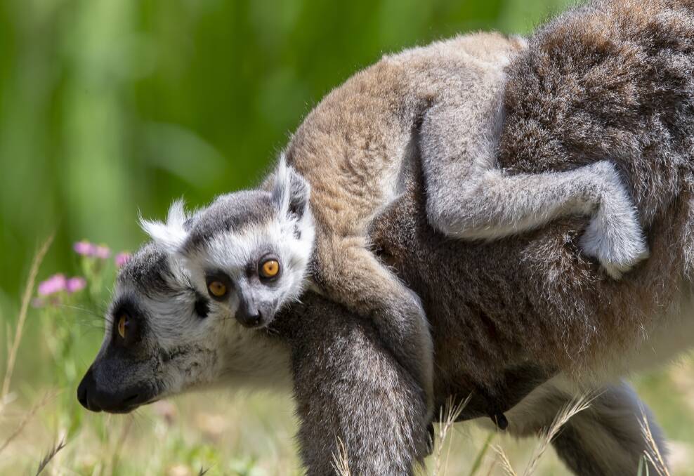 The three babies bring our total number in the Ring-tailed Lemur breeding group to 13.