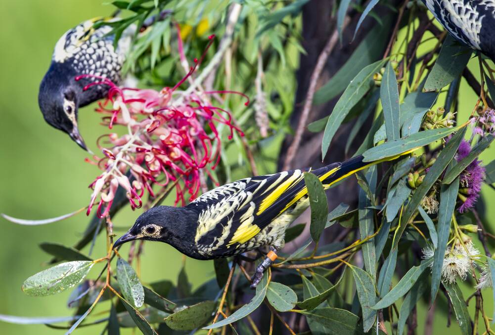 Welcomed sight: The zoo hospital currently under construction will contain a walk-in aviary which will allow guests to get up close and personal to critically endangered Regent Honeyeaters. Photo: RICK STEVENS