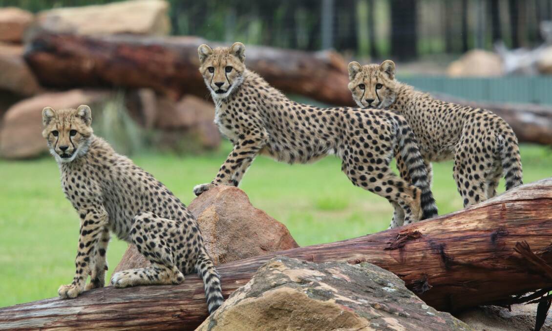 Morning the best time: The school holidays are a great time to see the new cheetah cubs as they are at a really playful, active stage of their development. 