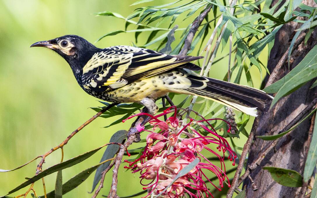 Threatened species: The Regent Honeyeater is a critically endangered bird with estimates suggesting less than 400 remaining in the wild. 