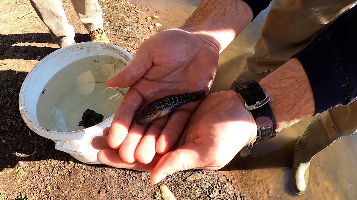 SAFE ENVIRONMENT: The endangered Southern Purple Spotted Gudgeon that lives in the Lion Pridelands water body at Taronga Western Plains Zoo. Photo: CONTRIBUTED