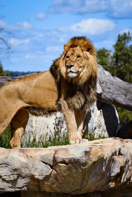 Male African lion Lwazi has recently been moved from Taronga Zoo in Sydney to Taronga Western Plains Zoo's Lion Pridelands in the hope to breed more cubs.