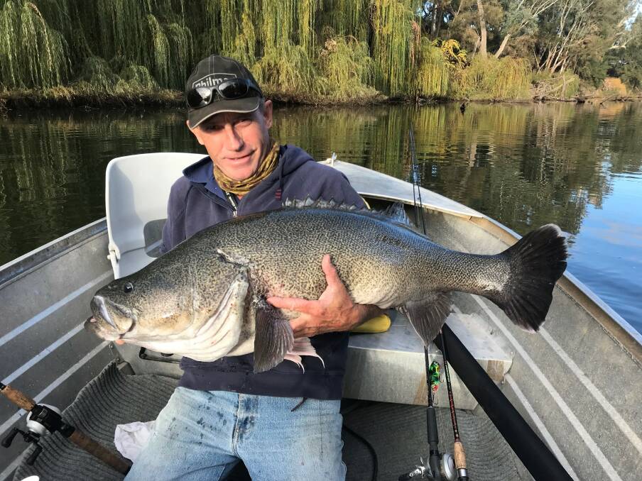 Joe Smith caught and released this 113.5cm Murray Cod on Sunday in the Macquarie River. Photo: SUPPLIED