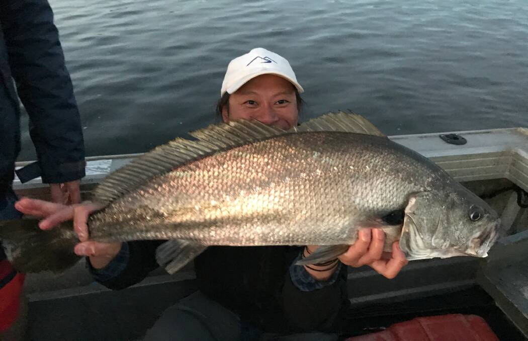 New rules will see the sought after Jewfish better protected and allowed to recover in NSW waters. 