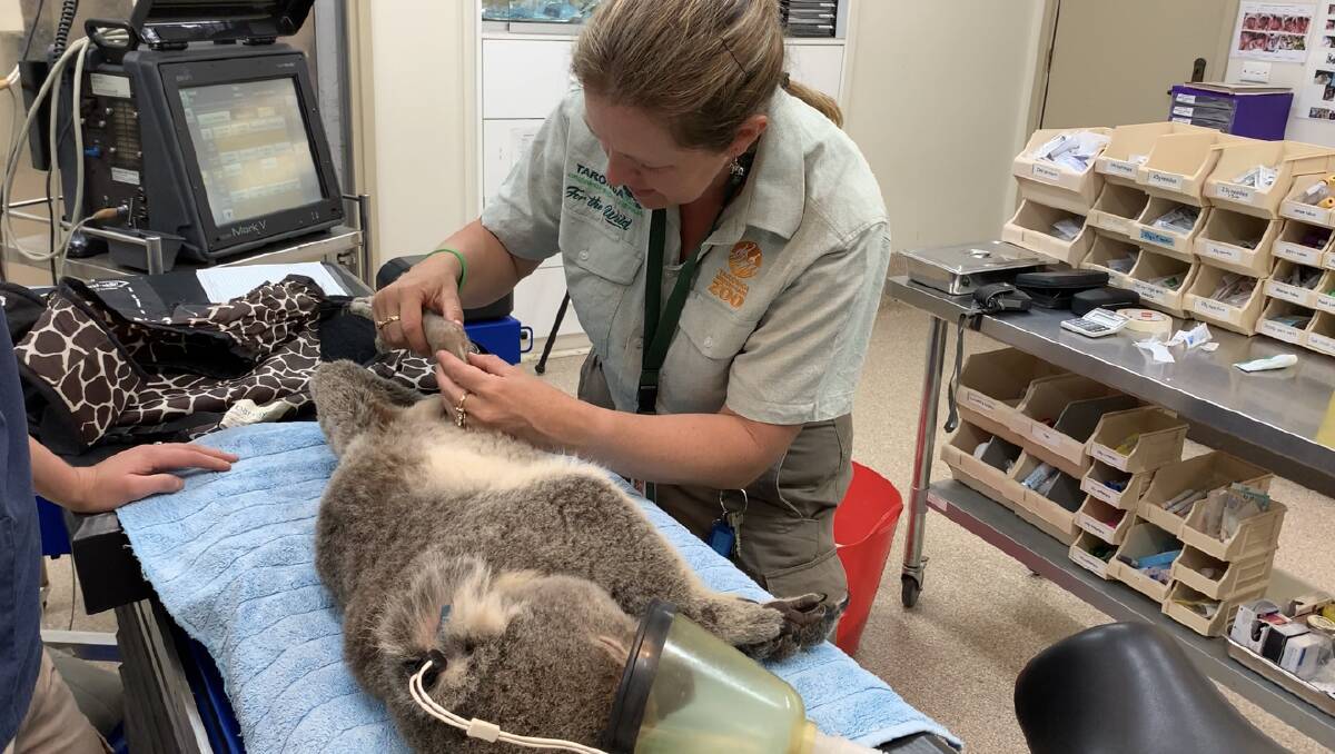 Lucky the Koala having a veterinary assessment by Dr Rebecca Robey at Taronga Western Plains Zoos Wildlife Hospital.