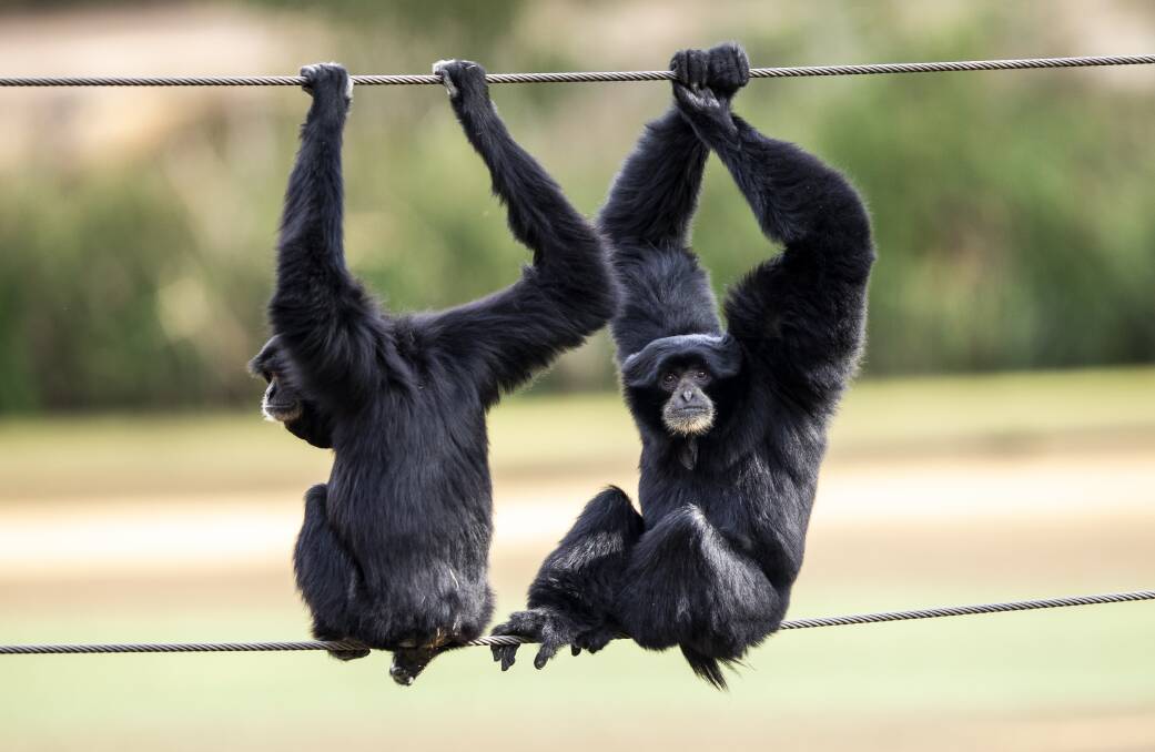 Zoo Chat | Siamangs, gibbons calling for your help