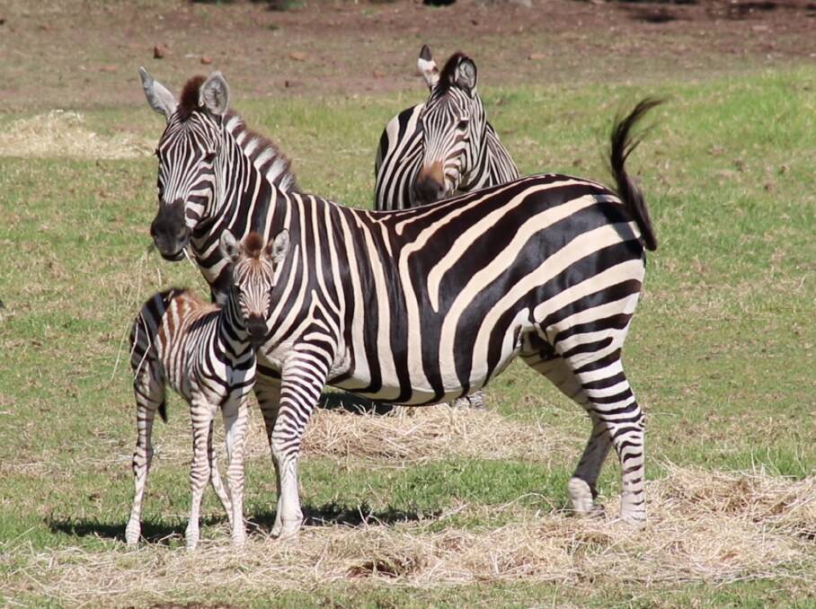 HAPPY MUM MOMENTS: Zebra mare Kijani and her new foal can be seen roaming in the Taronga Western Plains Zoo exhibit current.