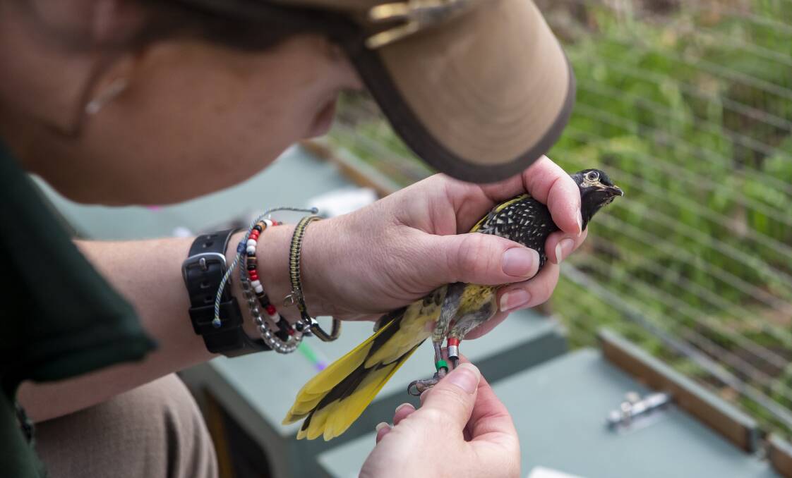 A different experience: Keeper Kara Stevens behind-the-scenes at the Regent Honeyeater breeding facility at Taronga Western Plains Zoo.