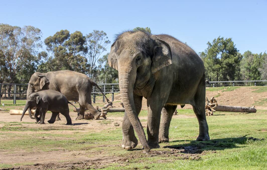 Taronga Western Plains Zoo’s Asian Elephant cow, Porntip, will give birth to a calf in July 2018. Photo: Rick Stevens