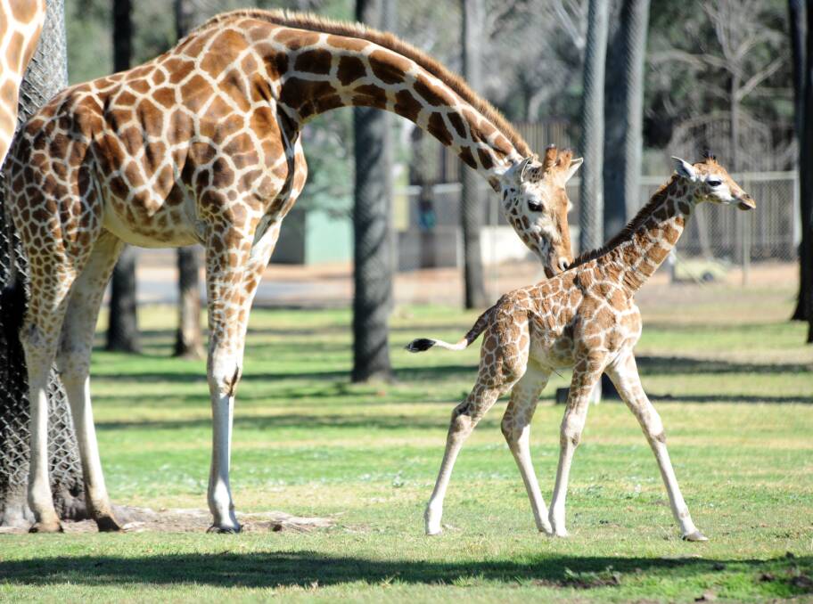 Two-week-old Nkosi joins the giraffe enclosure on display to the public. 