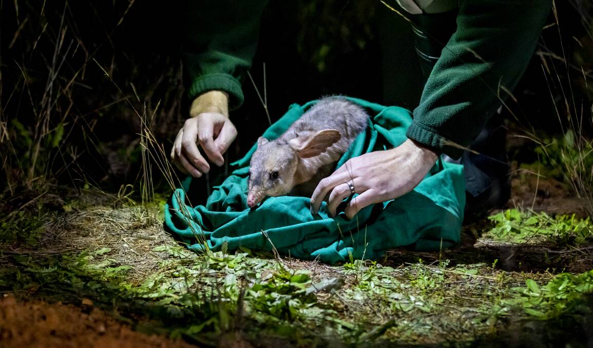 Zoo Chat | Bilbies doing great in their sanctuary