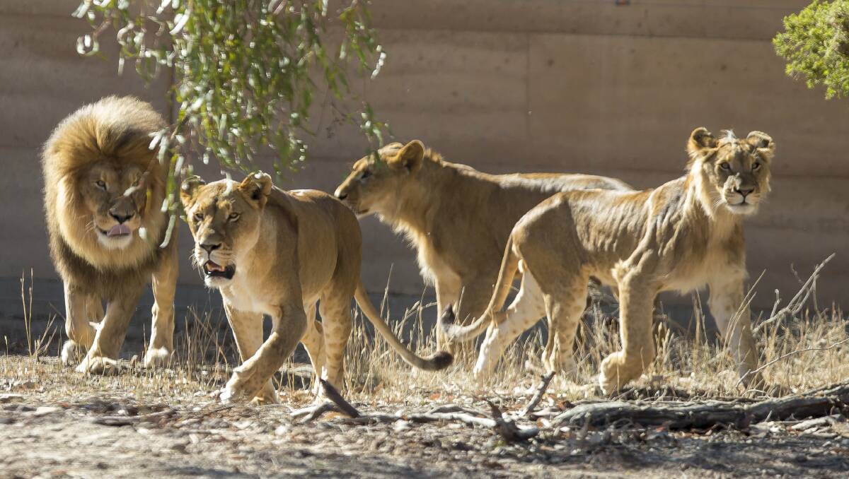 Zoo Chat Lions Enter Their New Kingdom At Lion Pride Lands Daily Liberal Dubbo Nsw