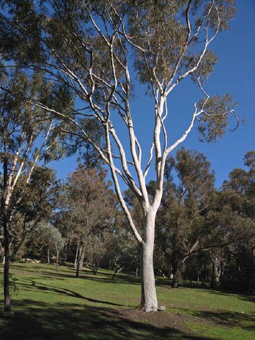 GUM TREE: A nursery stand of Lemon-scented gums (Corymbia citriodora).