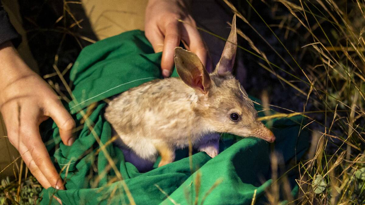 The Easter bilby being released into the sanctuary. Photo: Rick Stevens