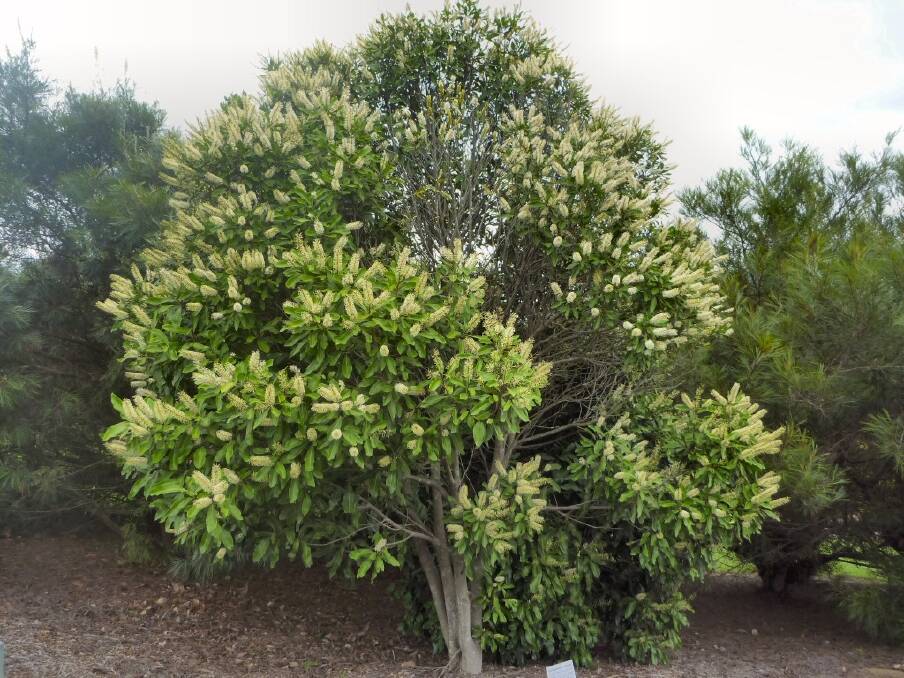 The White Oak, Grevillea baileyana (synonym G, pinnatifida, describing the juvenile lobed leaves very nicely,
