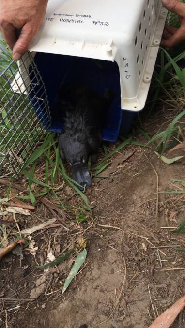 The platypus was discovered by a visitor in a drain at the zoo last Sunday January 7 – the warmest day for 2018 so far topping 43 degrees in Dubbo.

While it’s unknown how the platypus found himself in such an unlikely spot, the team believes he may have come through underground water systems from the nearby Macquarie River.