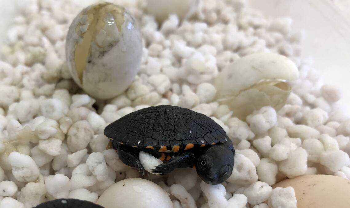 One of five turtle hatchlings from the injured eastern long-necked turtle that was brought into the wildlife hospital by WIRES in November 2020.