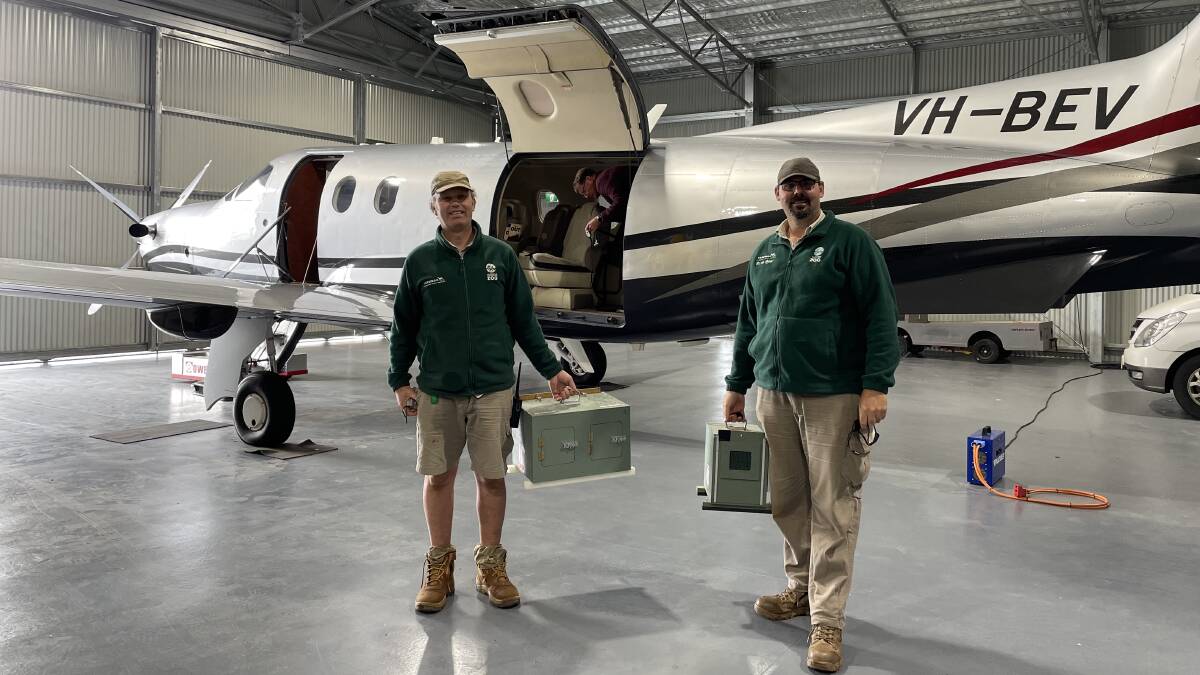 Taronga Western Plains zookeepers Mark O'Riordan and Steve Kleinig loading the plains-wanderers on their private charter ready for release.