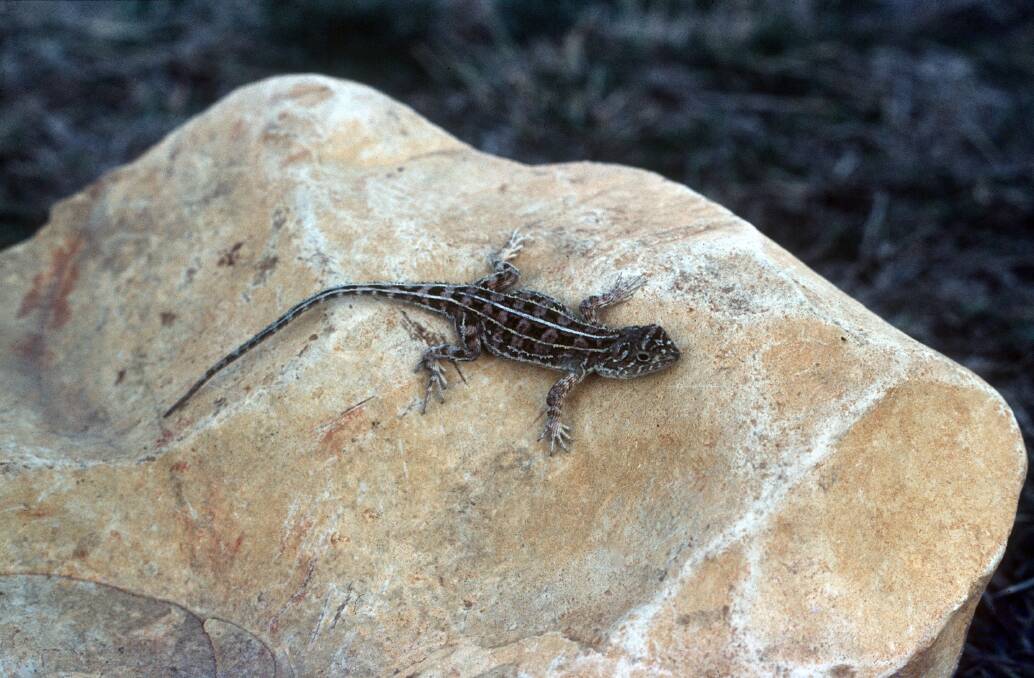 A Bathurst grassland earless dragon pictured on a rock. Picture supplied