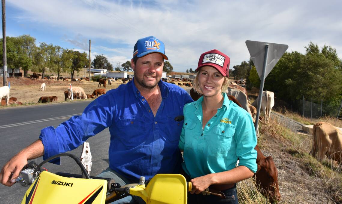 KEEPING THEM ALIVE: Engaged couple Luke Morris and Nikita Hayes have been on the road since Boxing Day with 600 head of cattle. Photo: PETER GUTHRIE