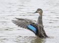 Pacific Black Duck with wings outstretched. Photo: Nalini Scarfe