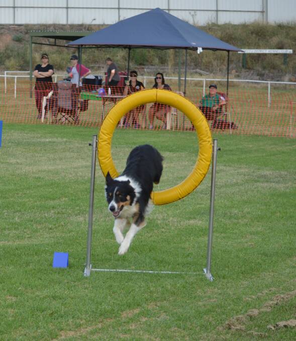 Parkes Kennel Club hosting Agility and Jumping Trial this weekend.