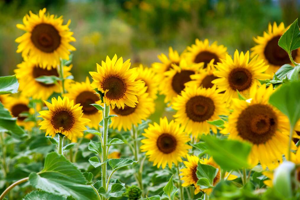 Sunflowers are one of the easiest plants to grow and their flowers signal the height of summer. Picture: Shutterstock.